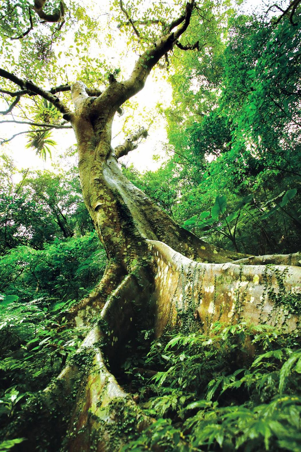 Great Roots Forestry Spa Resort Sanxia Exteriér fotografie